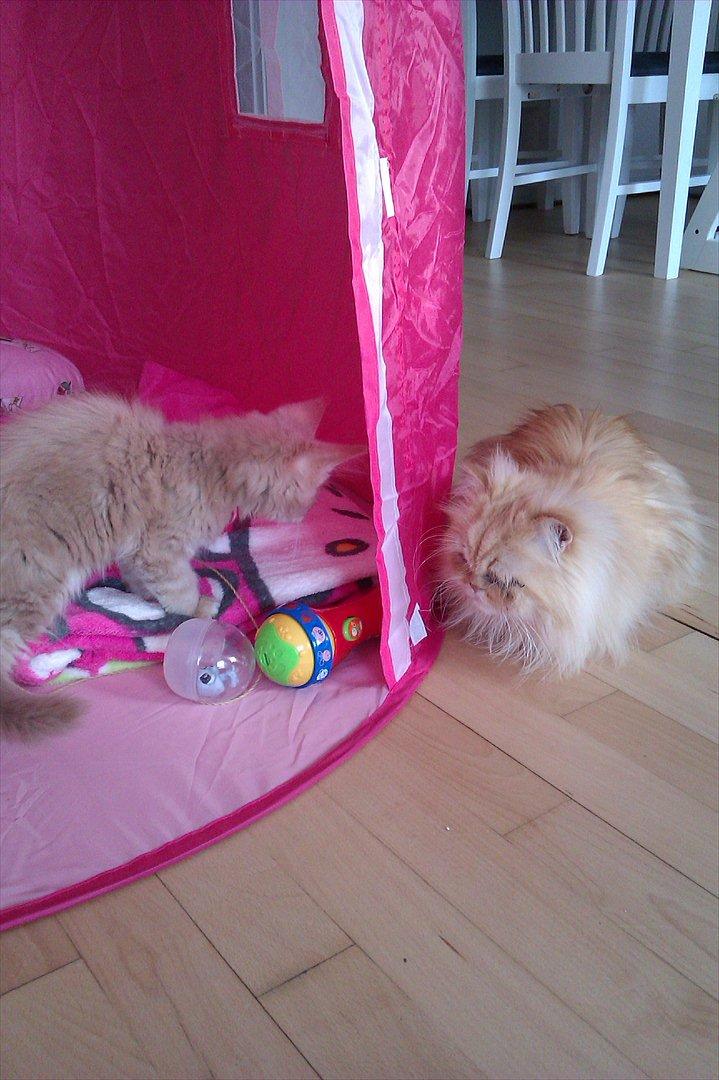 Maine Coon Messias - Messias og Ingolf billede 10