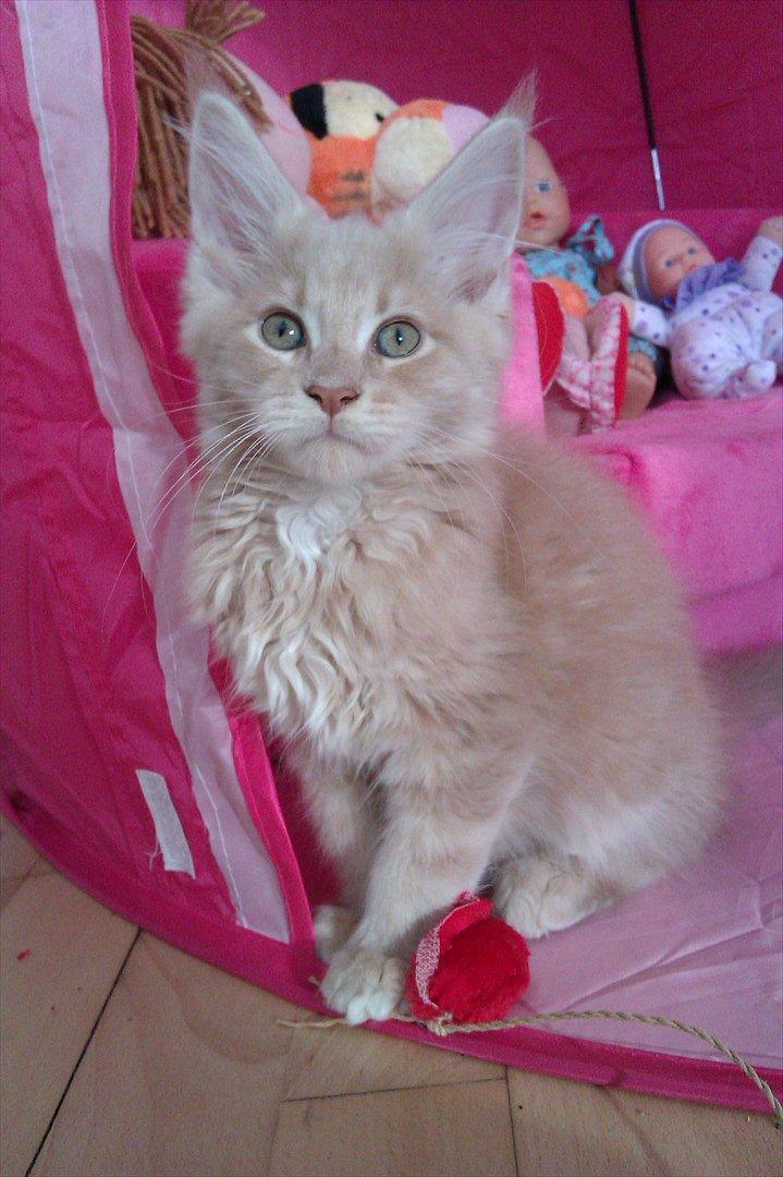 Maine Coon Messias - Fotogen... billede 11