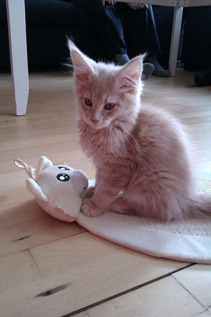 Maine Coon Messias - Dejlige dreng billede 12