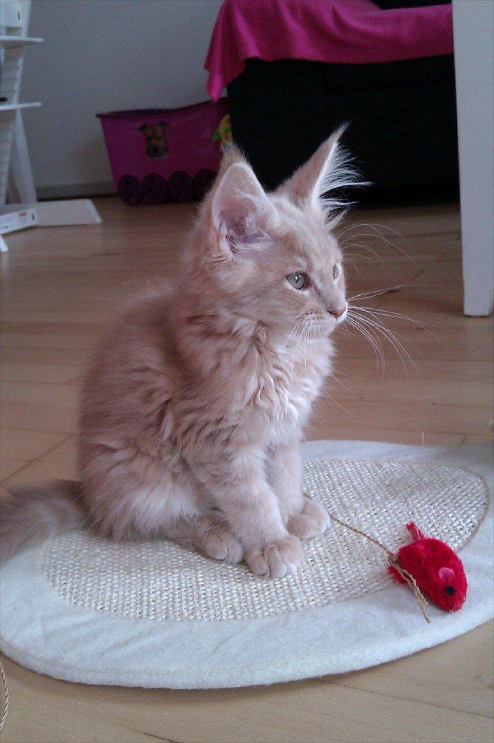 Maine Coon Messias - Mr. Handsome billede 13