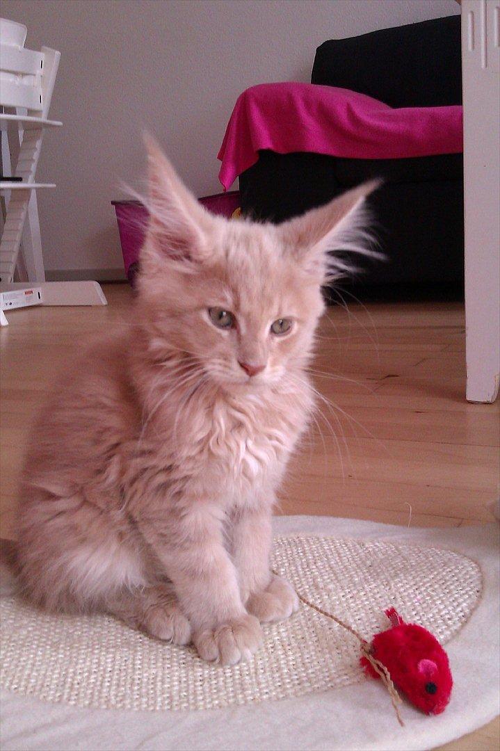 Maine Coon Messias - Messias billede 14
