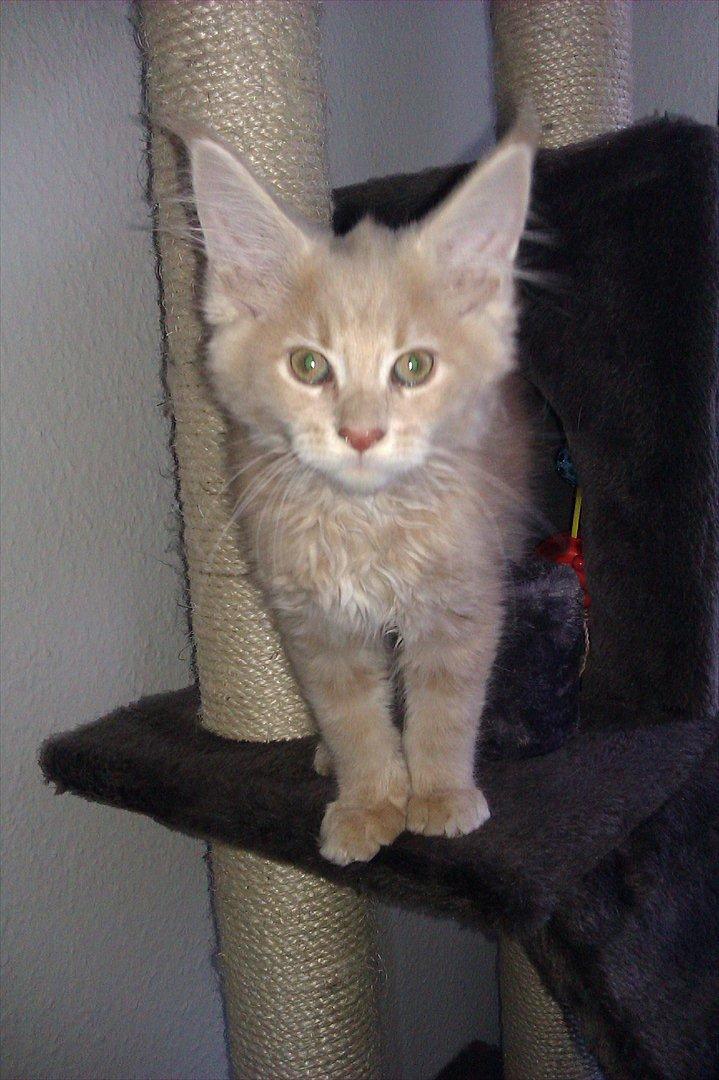 Maine Coon Messias - Bøhh billede 15