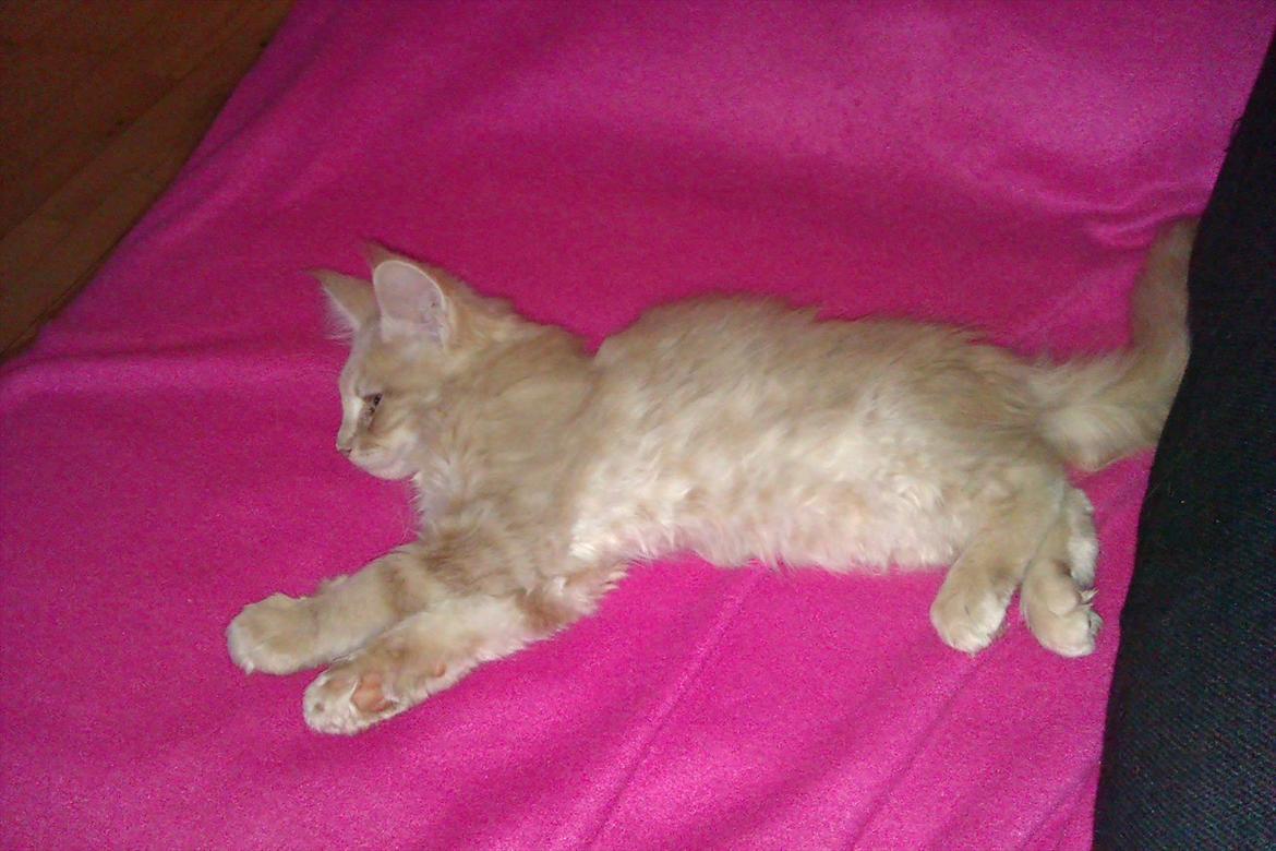 Maine Coon Messias - At flyde... billede 16