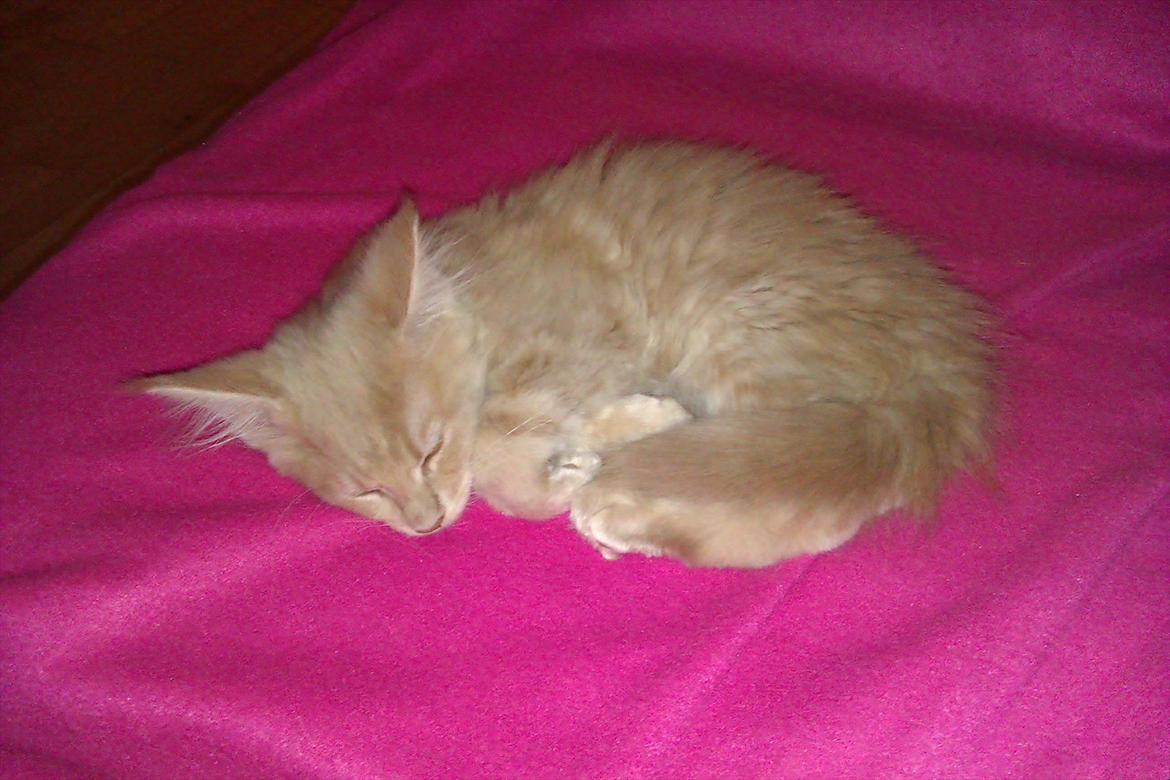 Maine Coon Messias - Og rulle sig sammen billede 17