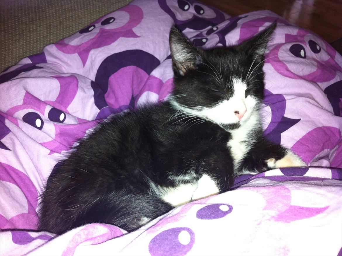 Blanding af racer Elton billede 12