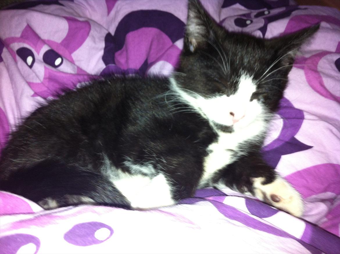 Blanding af racer Elton billede 13