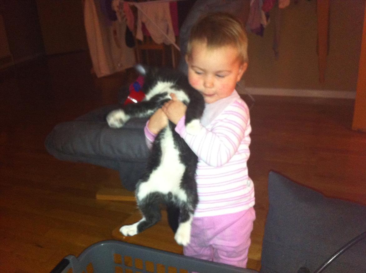 Blanding af racer Elton billede 14