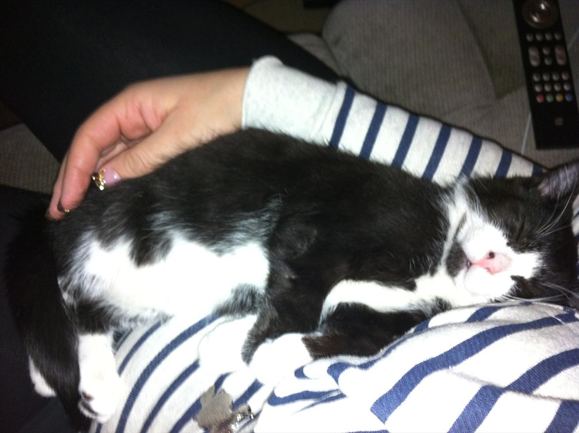 Blanding af racer Elton billede 15