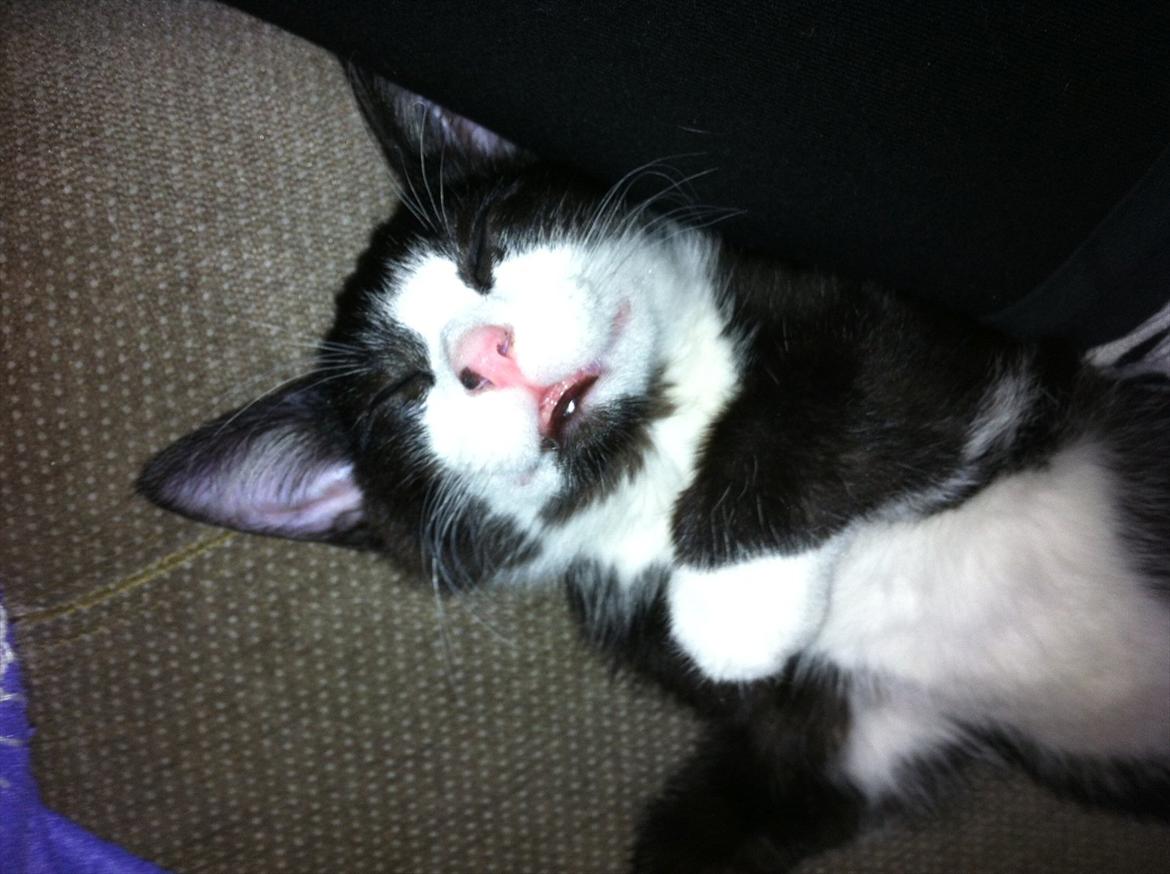 Blanding af racer Elton billede 16