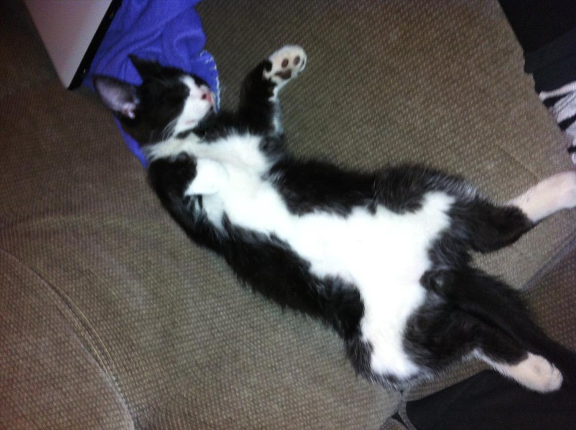 Blanding af racer Elton billede 17