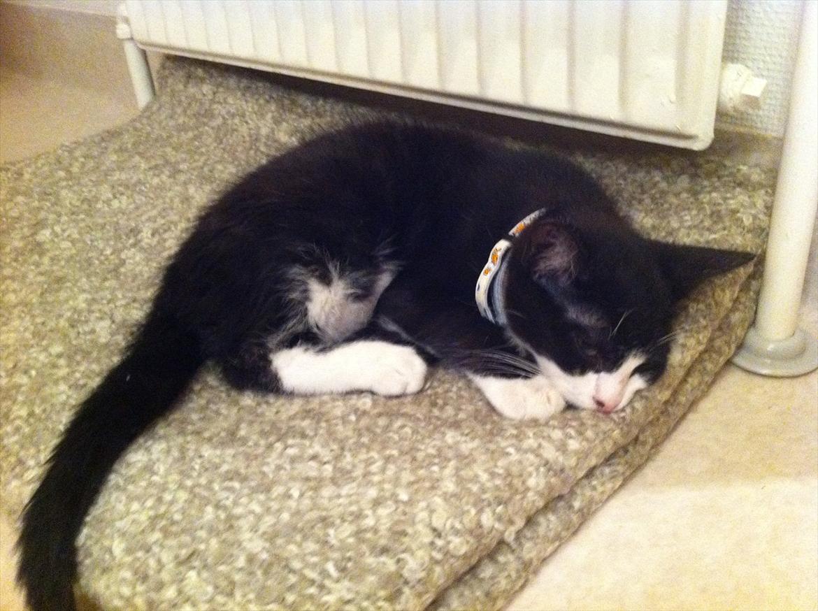 Blanding af racer Elton billede 18