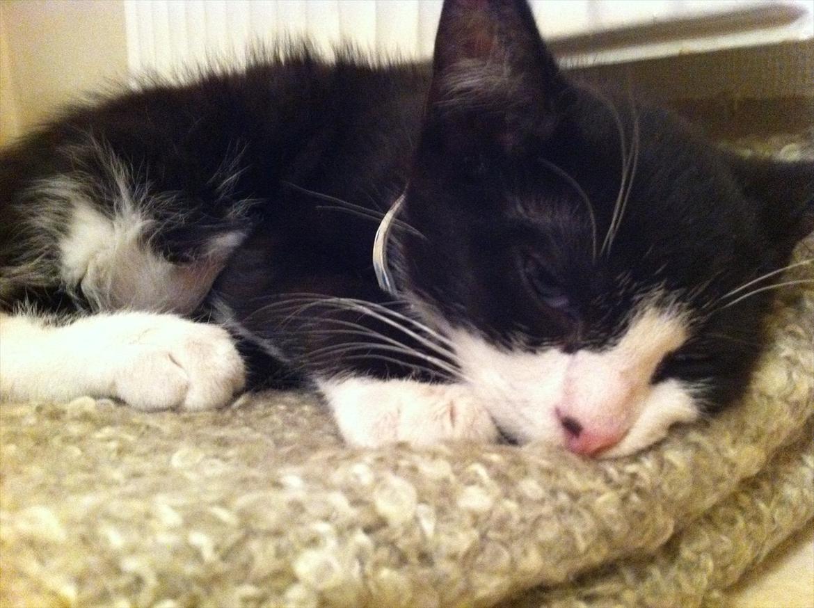 Blanding af racer Elton billede 19