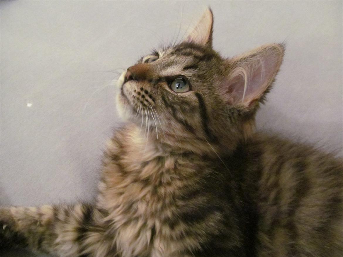 Maine Coon Aslan Avalon billede 15