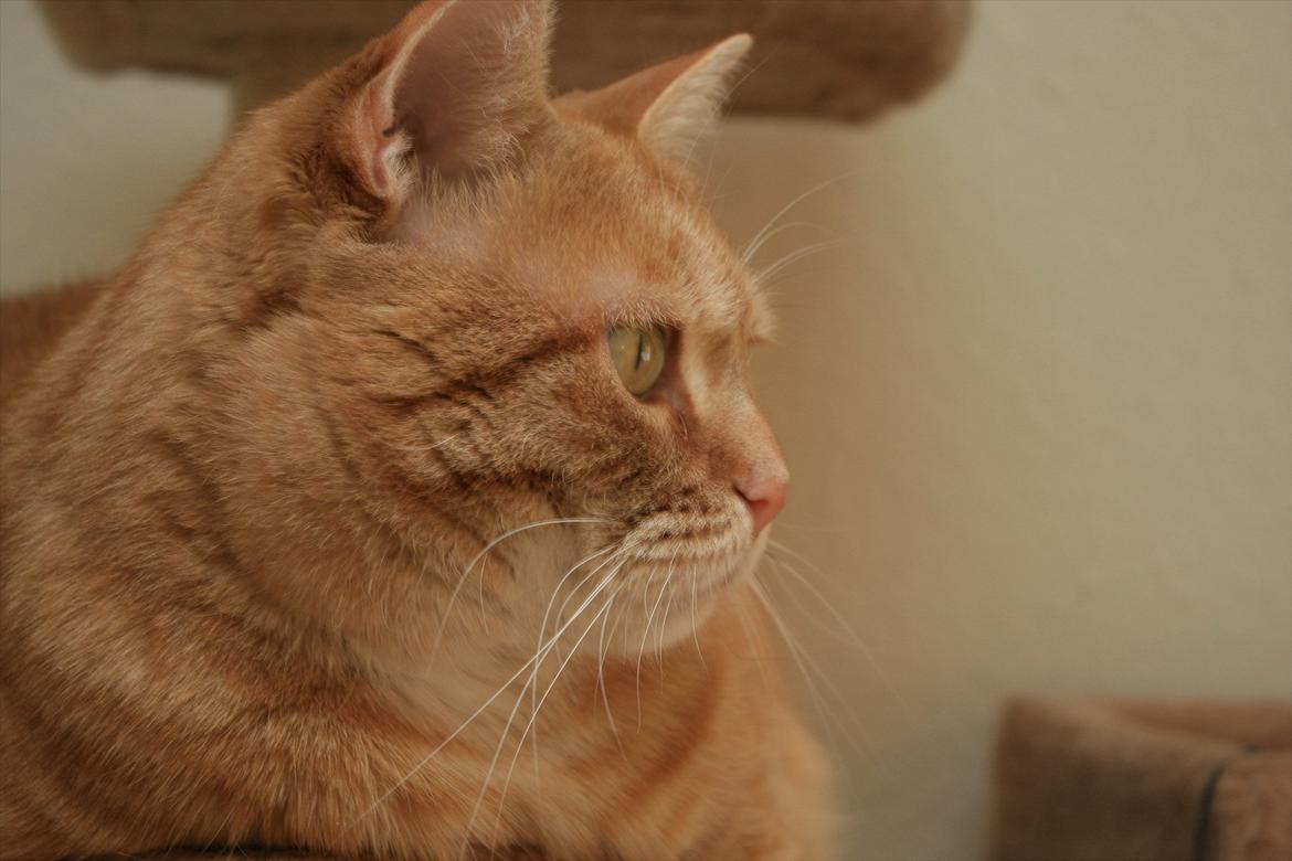 Huskat Felix  (Tyk sak) billede 10