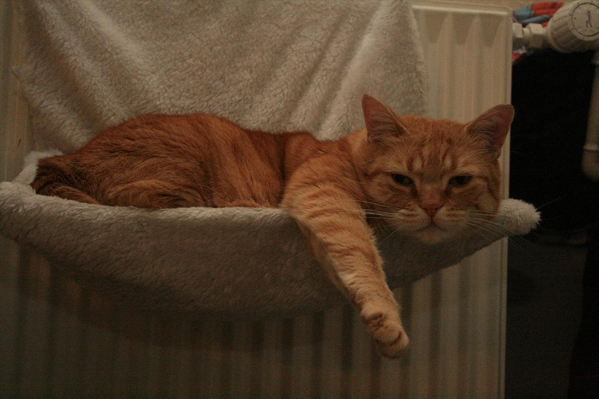 Huskat Felix  (Tyk sak) billede 14
