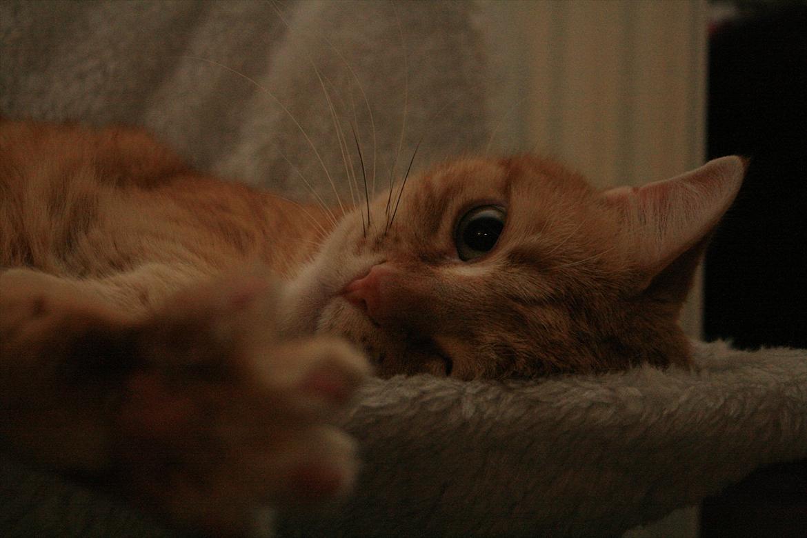 Huskat Felix  (Tyk sak) - Hej jeg hedder Felix. Men jeg bliver mest kaldt Tyk sak. Velkommen til min profil. billede 1