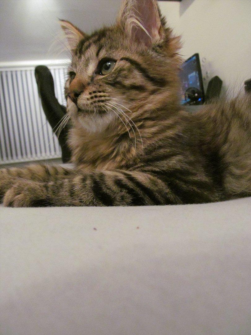 Maine Coon Aslan Avalon billede 16