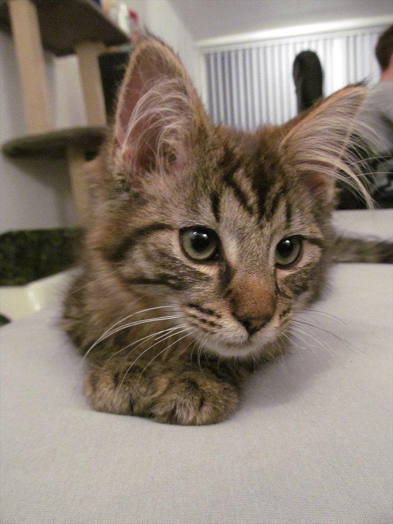 Maine Coon Aslan Avalon billede 10