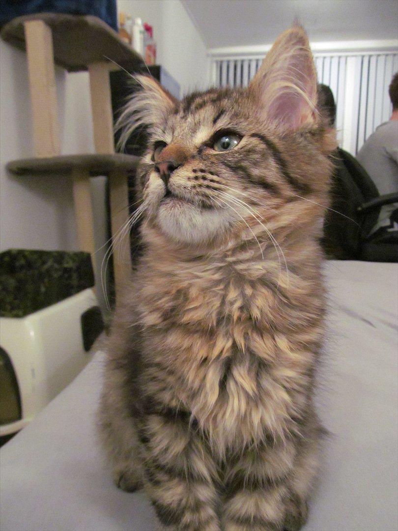 Maine Coon Aslan Avalon billede 17