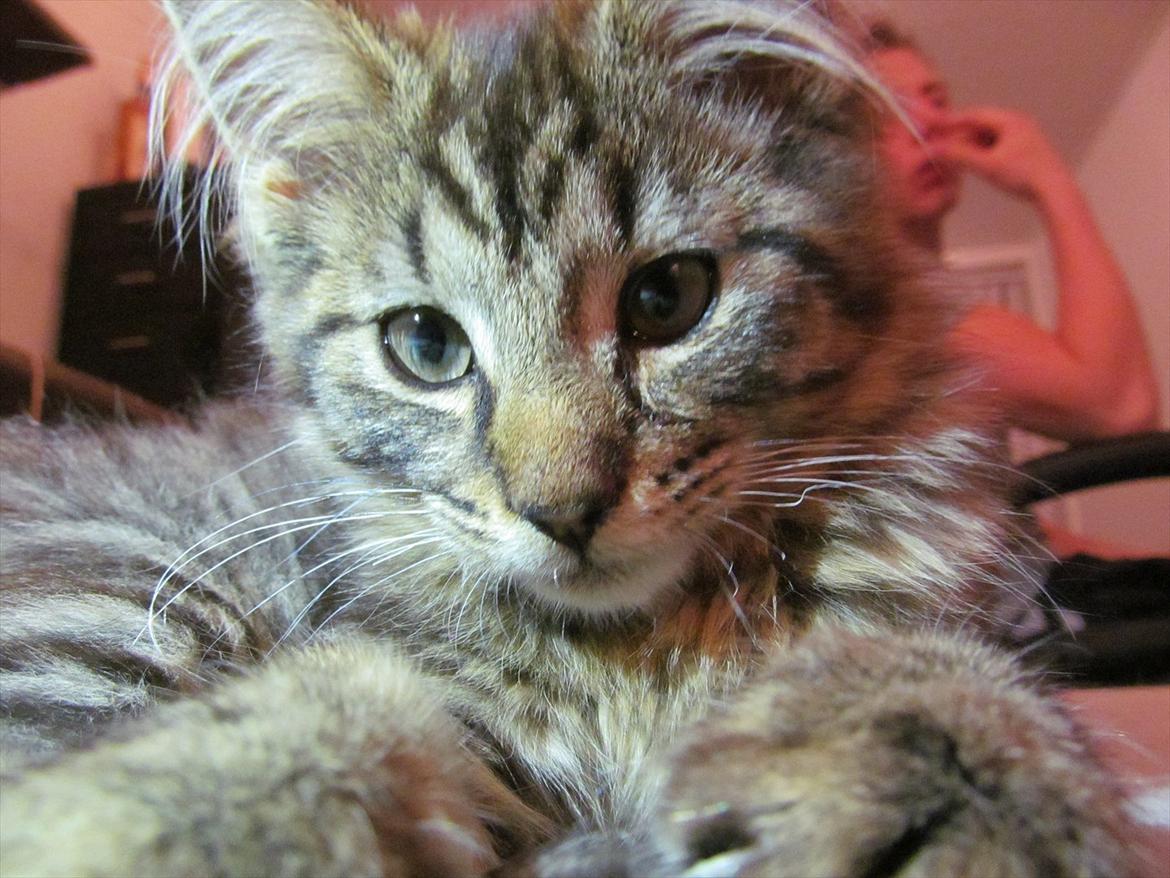 Maine Coon Aslan Avalon billede 19