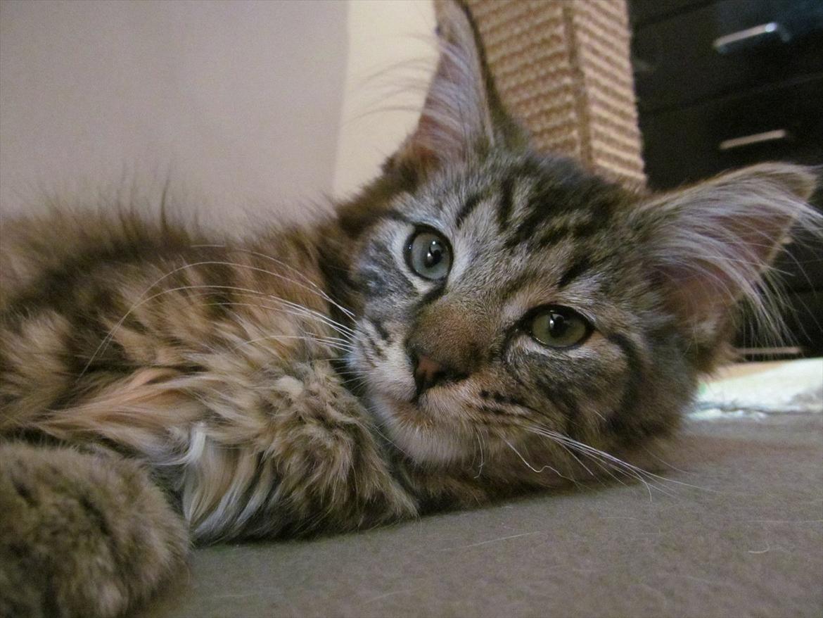 Maine Coon Aslan Avalon billede 20