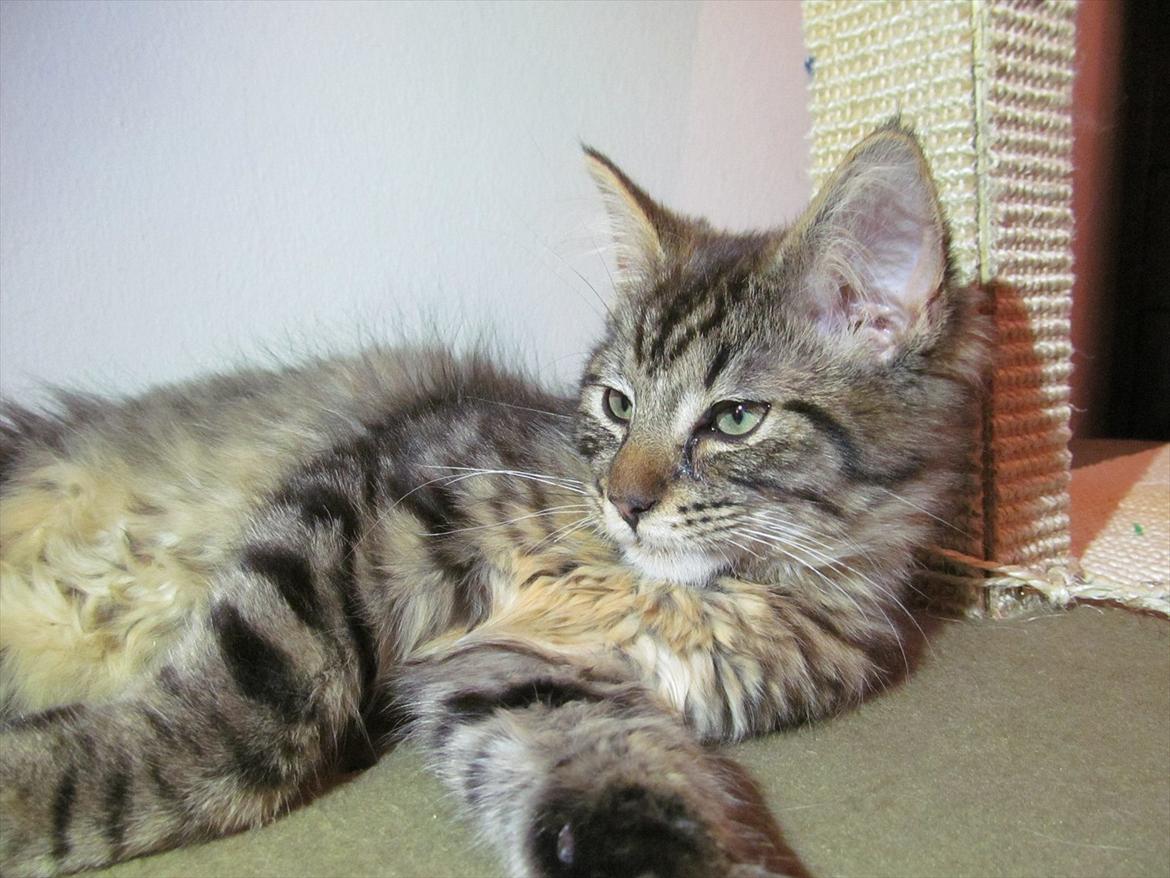 Maine Coon Aslan Avalon billede 18