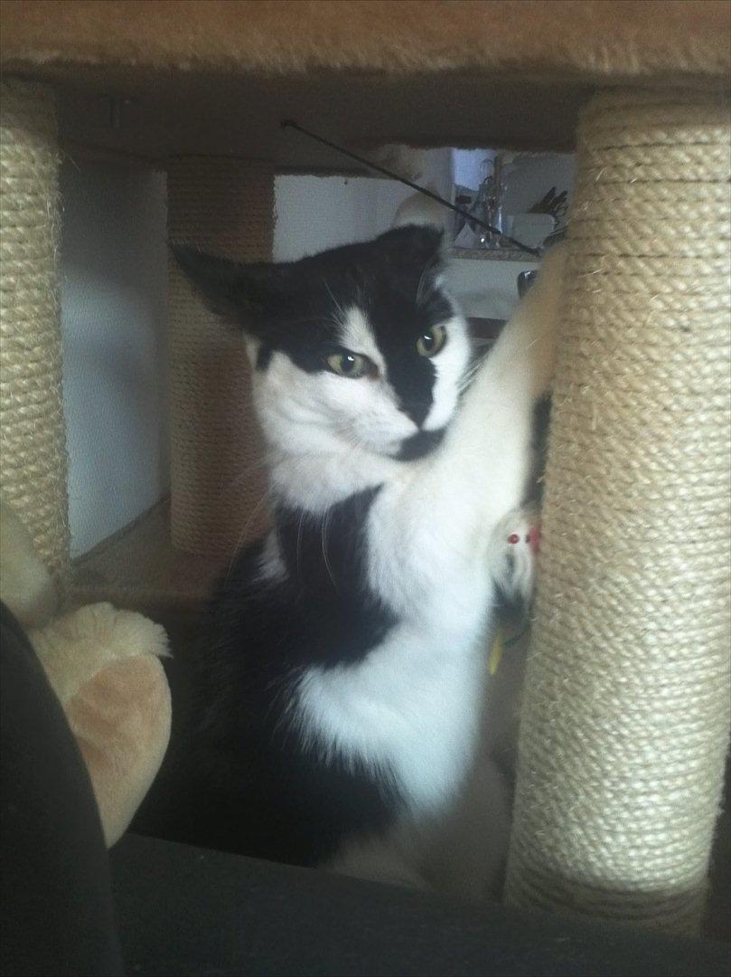 Huskat Sunshine - Hjerne fis.. 
Det catnip der, gør en kulder :) billede 20