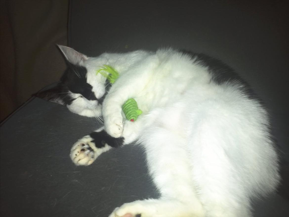 Huskat Sunshine - Det er dejligt at sove med sit yndlings legetøj :) billede 7