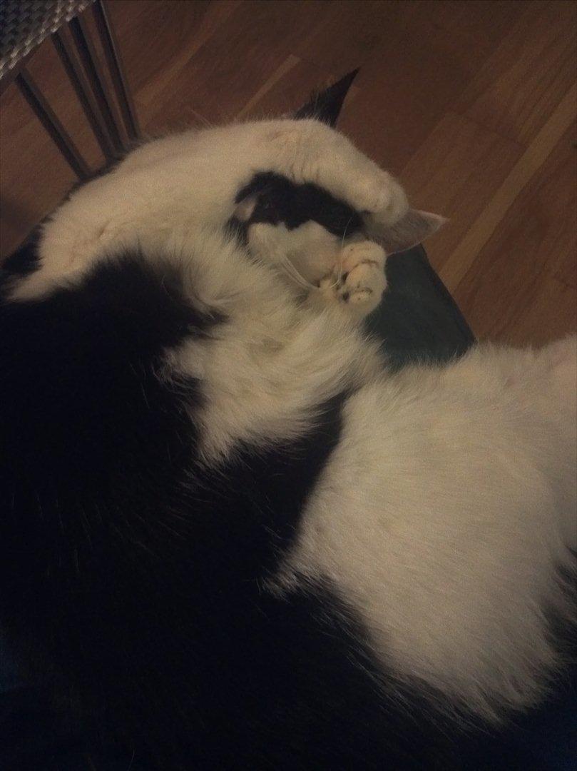 Huskat Sunshine - Prøv og se om du kan finde mig..  billede 13