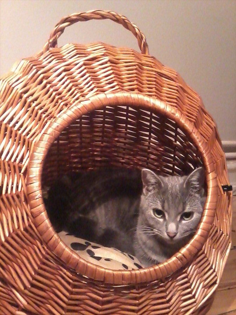 Blanding af racer Mathilde kakaomælk billede 9