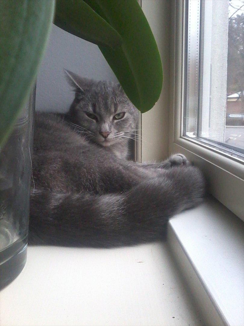 Blanding af racer Mathilde kakaomælk billede 1