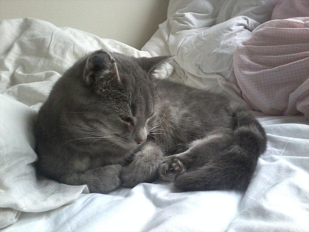 Blanding af racer Mathilde kakaomælk billede 13