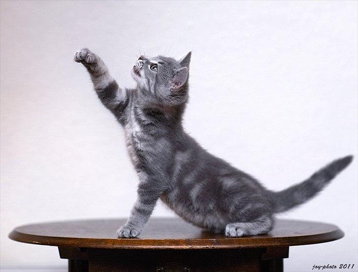 Blanding af racer Mathilde kakaomælk billede 14