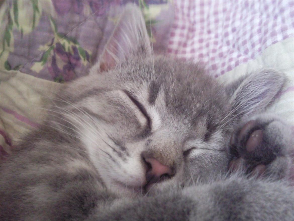 Blanding af racer Mathilde kakaomælk billede 2