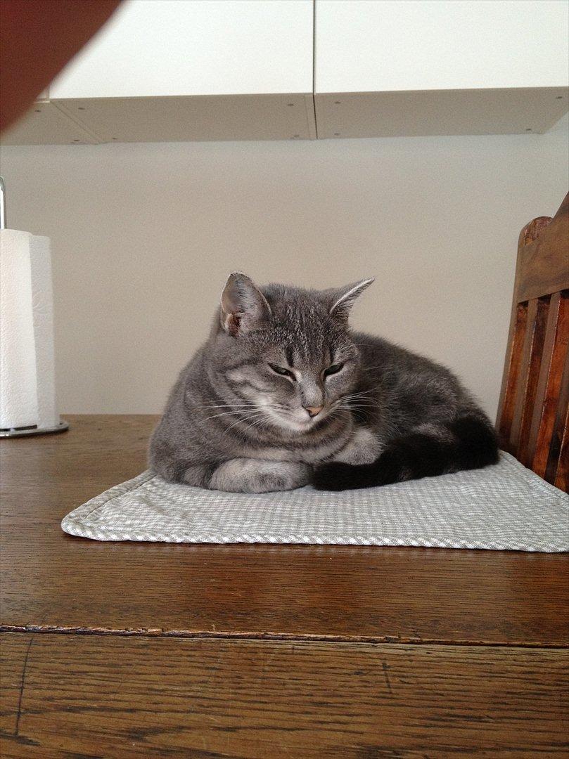 Blanding af racer Mathilde kakaomælk billede 15