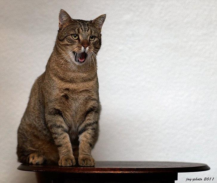 Blanding af racer Cocio billede 11