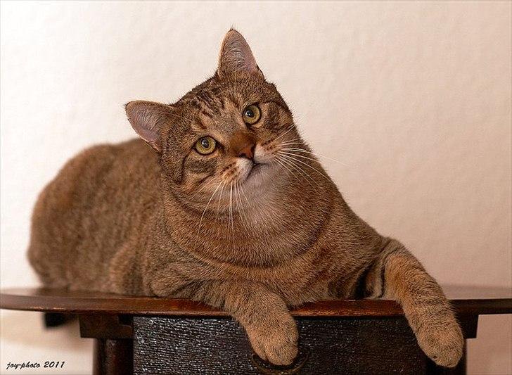 Blanding af racer Cocio billede 1