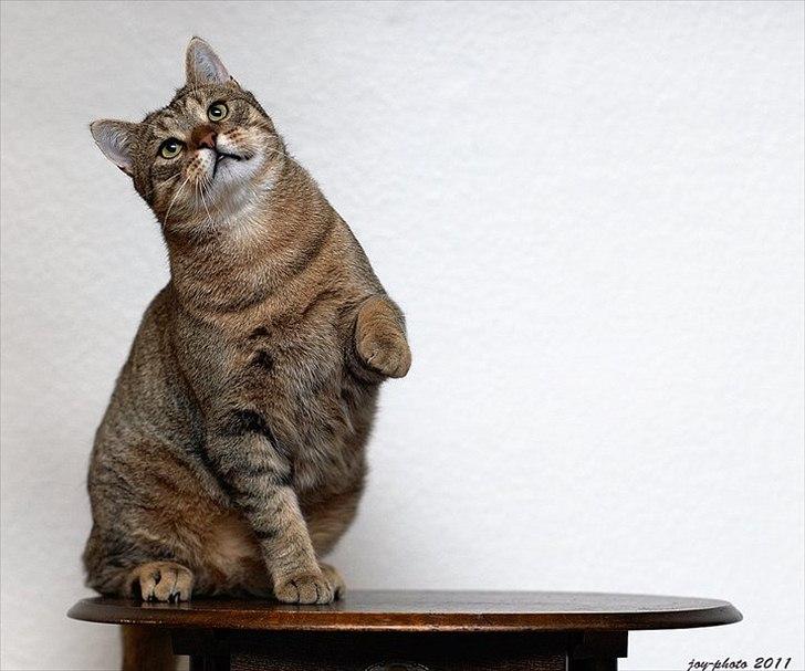 Blanding af racer Cocio billede 12