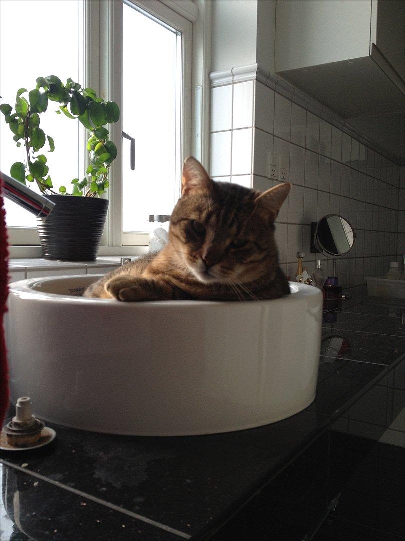 Blanding af racer Cocio - Halløj tøser, se lige mig i mit nye spabad! ;-) Cocio sover i vasken -.-' Tosse billede 13