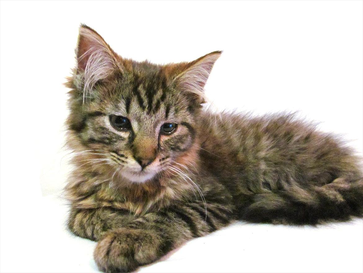 Maine Coon Aslan Avalon billede 9
