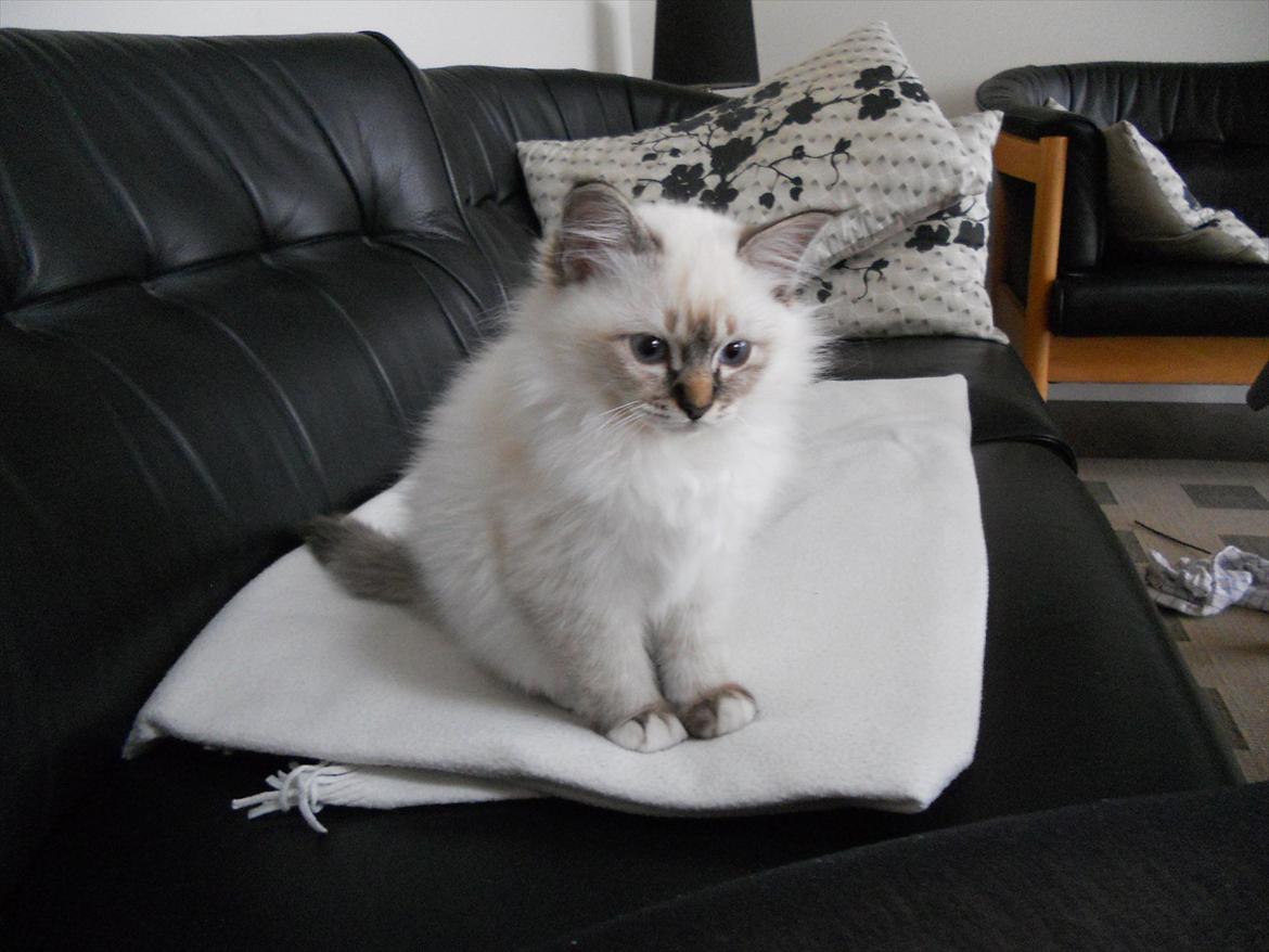 Hellig Birma Cappuccino billede 4