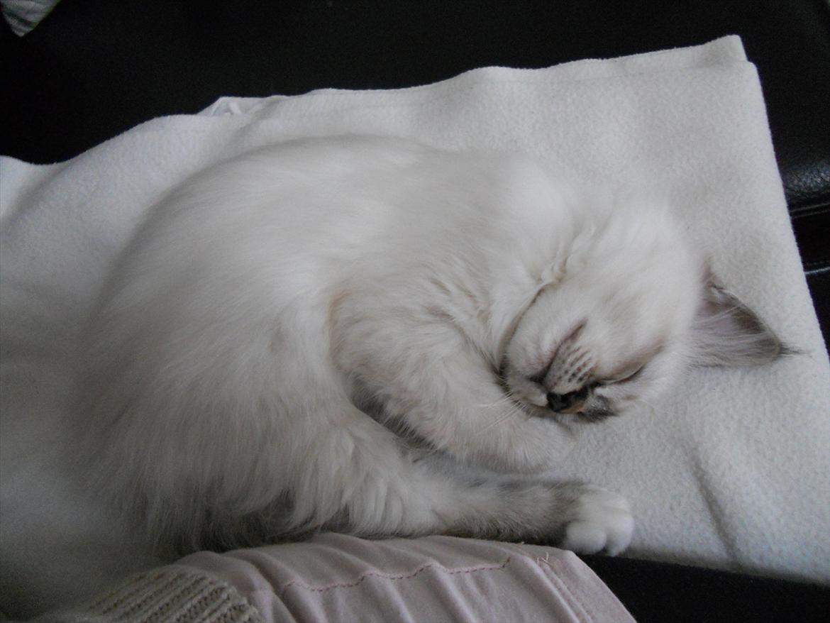 Hellig Birma Cappuccino billede 5