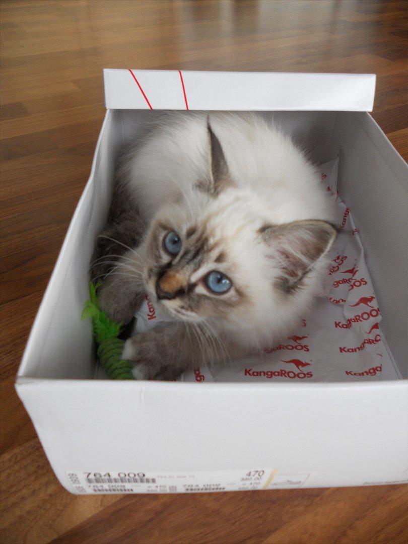 Hellig Birma Cappuccino billede 6