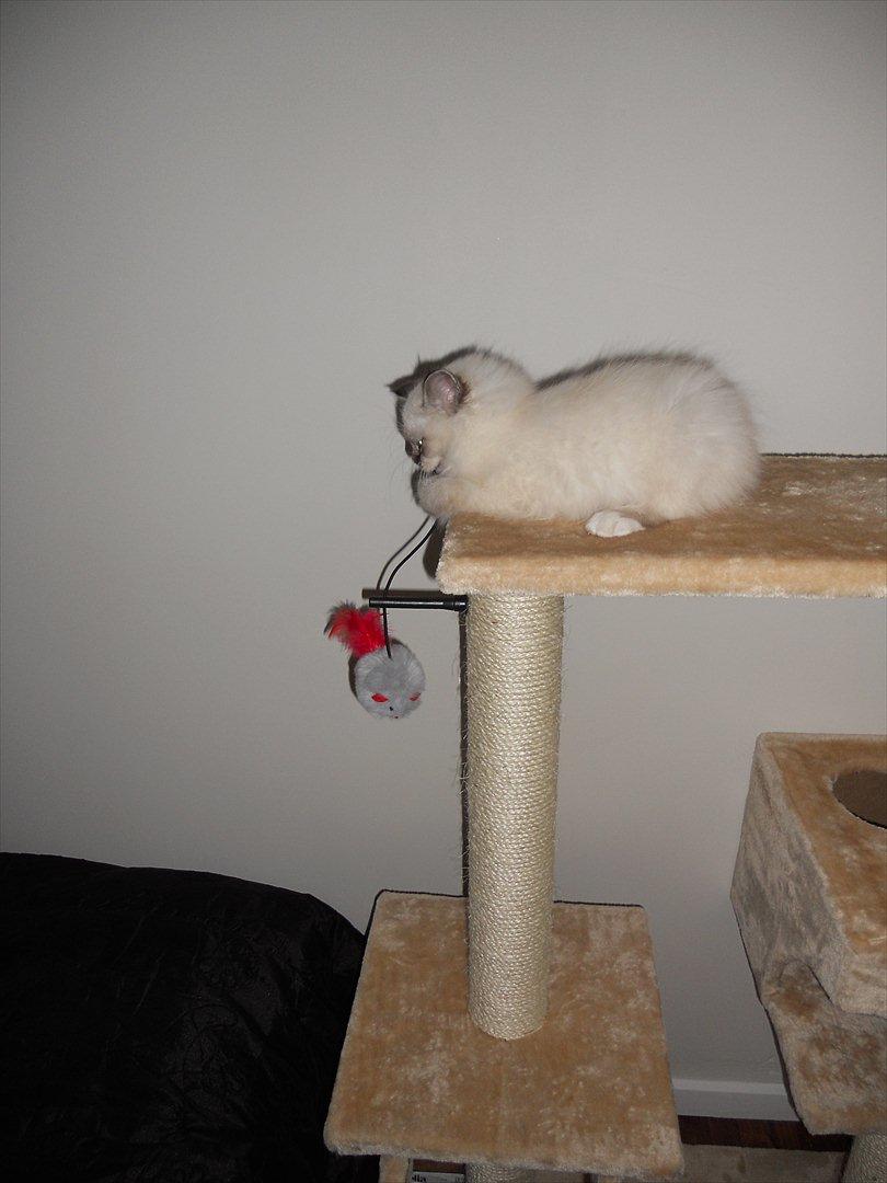 Hellig Birma Cappuccino billede 3