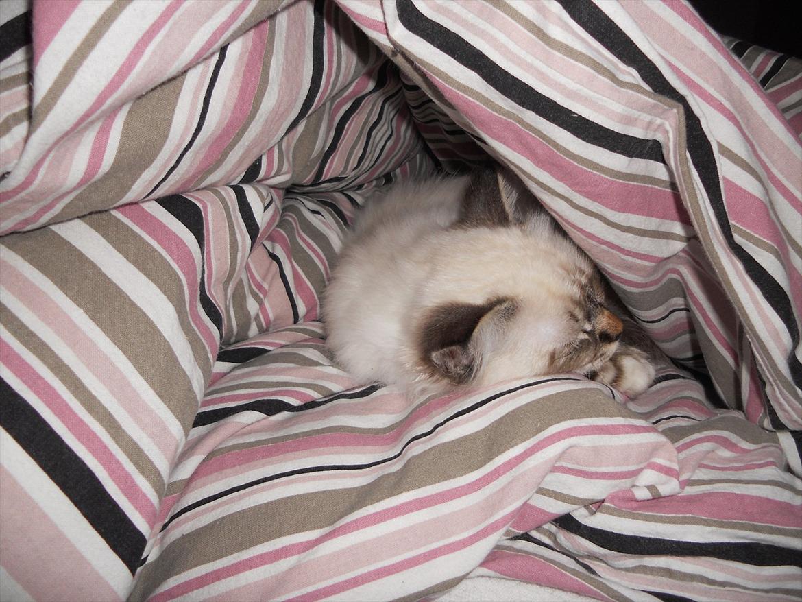 Hellig Birma Cappuccino billede 7