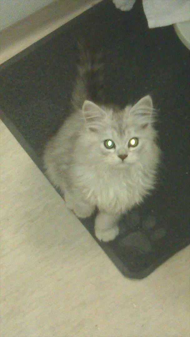 Perser silvershaded perser  - lille løve mis billede 2