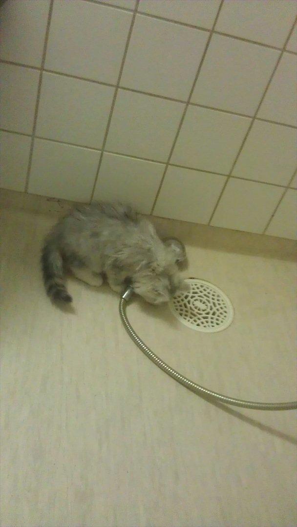 Perser silvershaded perser  - Pas på der kommer vand ud a den :D billede 3