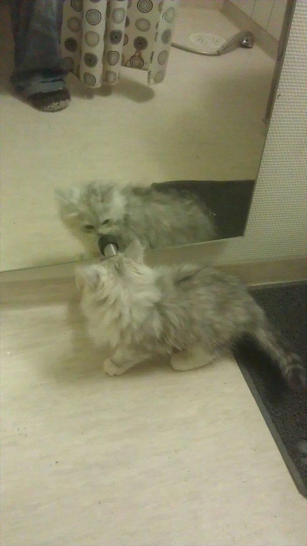 Perser silvershaded perser  - på fri fod. billede 4