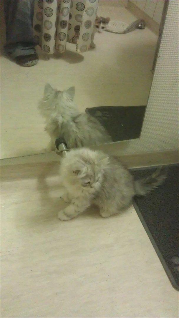 Perser silvershaded perser  billede 5