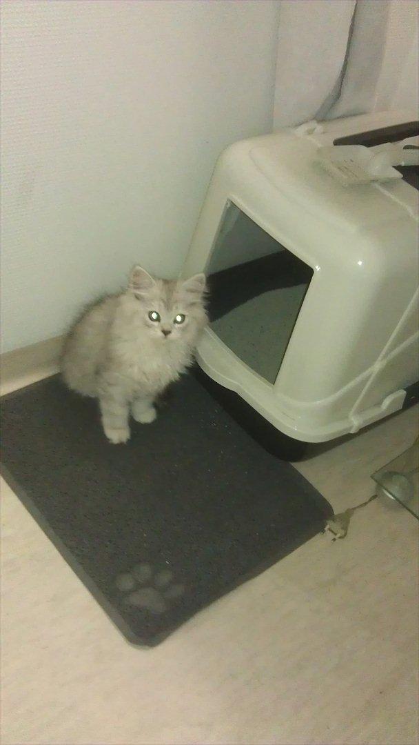 Perser silvershaded perser  - Første gang på fri for, i mit nye hjem. billede 1